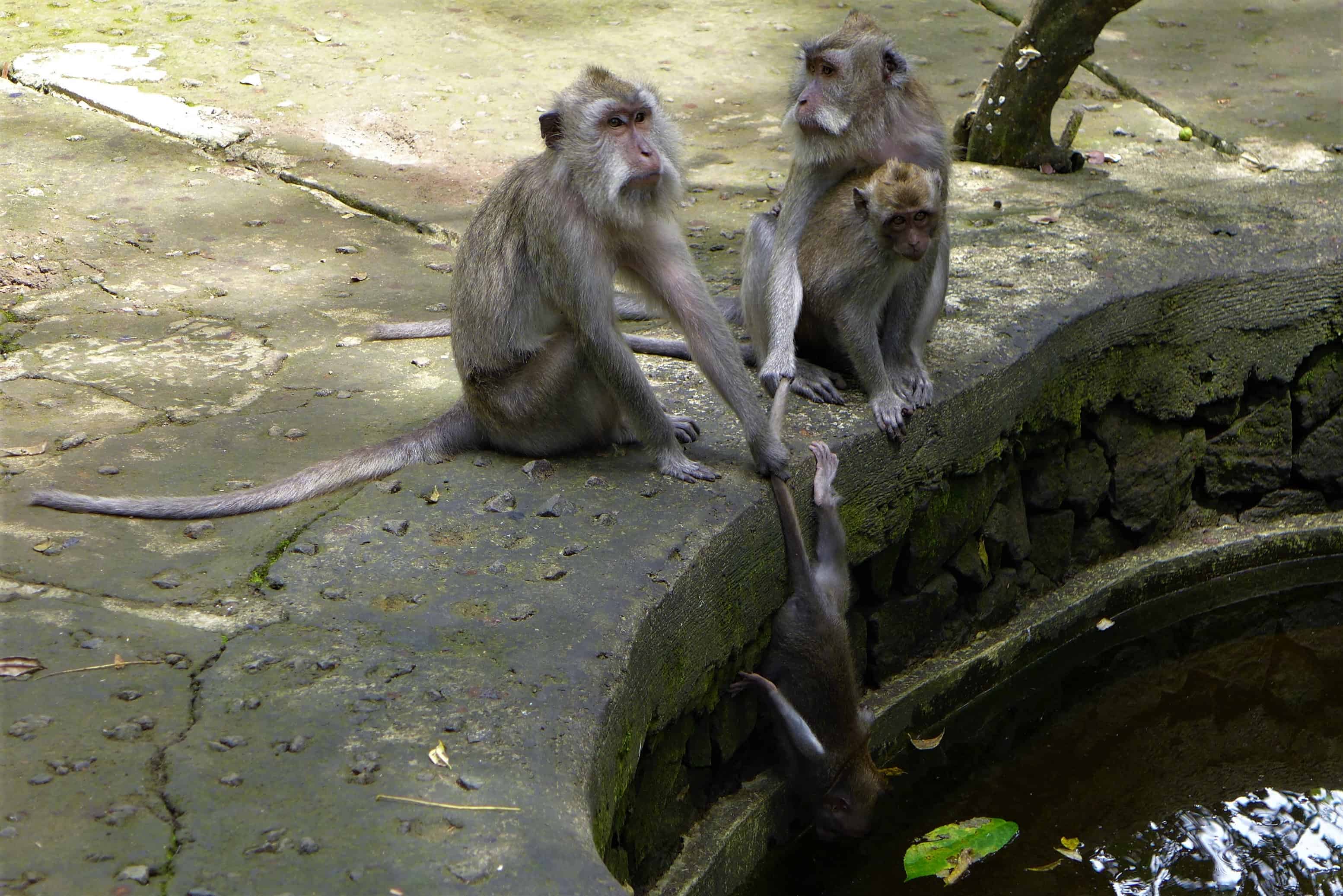 Monkey forest Ubud, Zwiedzanie Bali