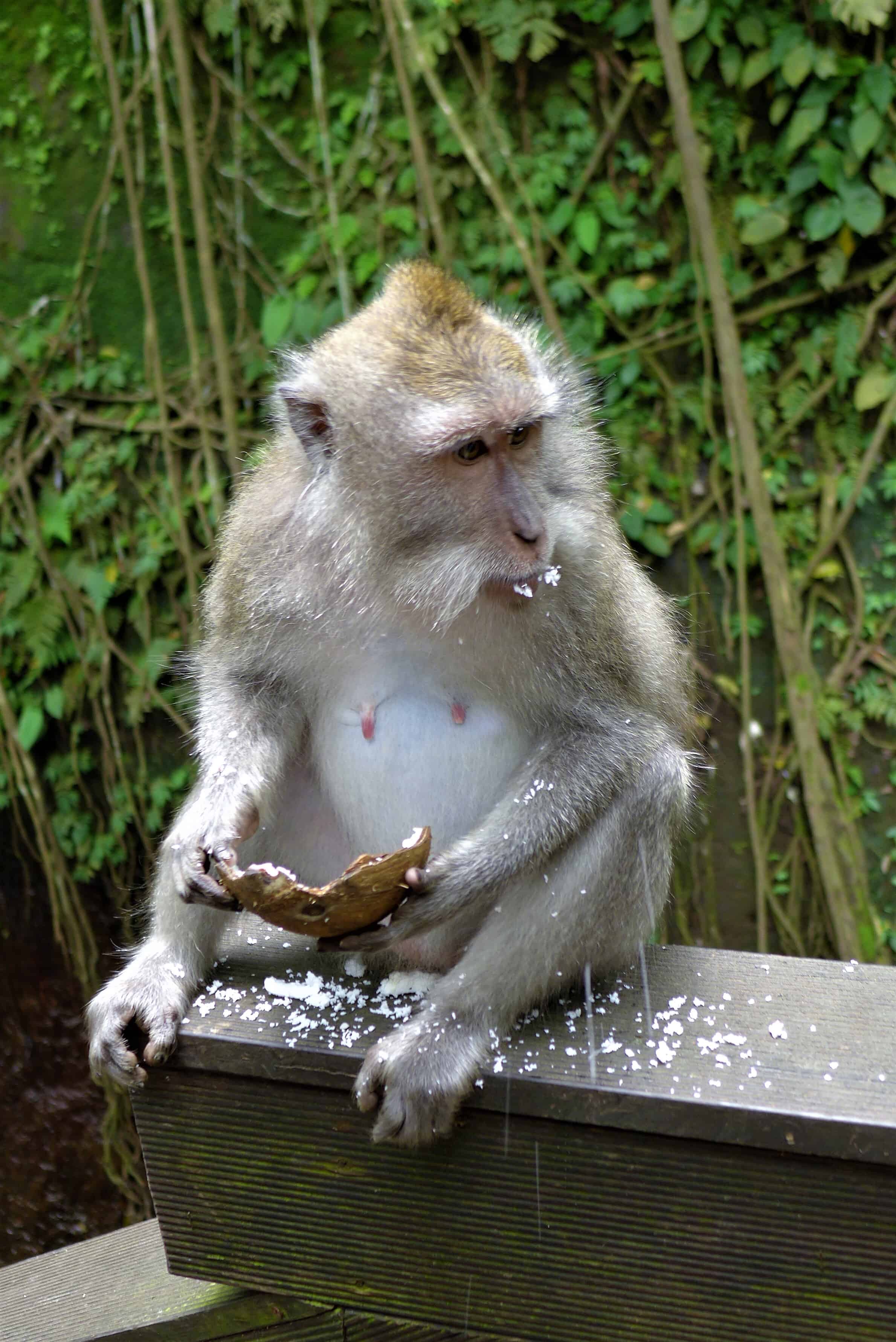 Zwiedzanie Bali, Monkey Forest