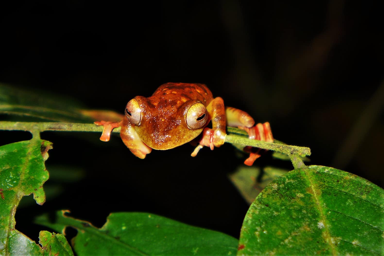 Kubah National Park, frogs