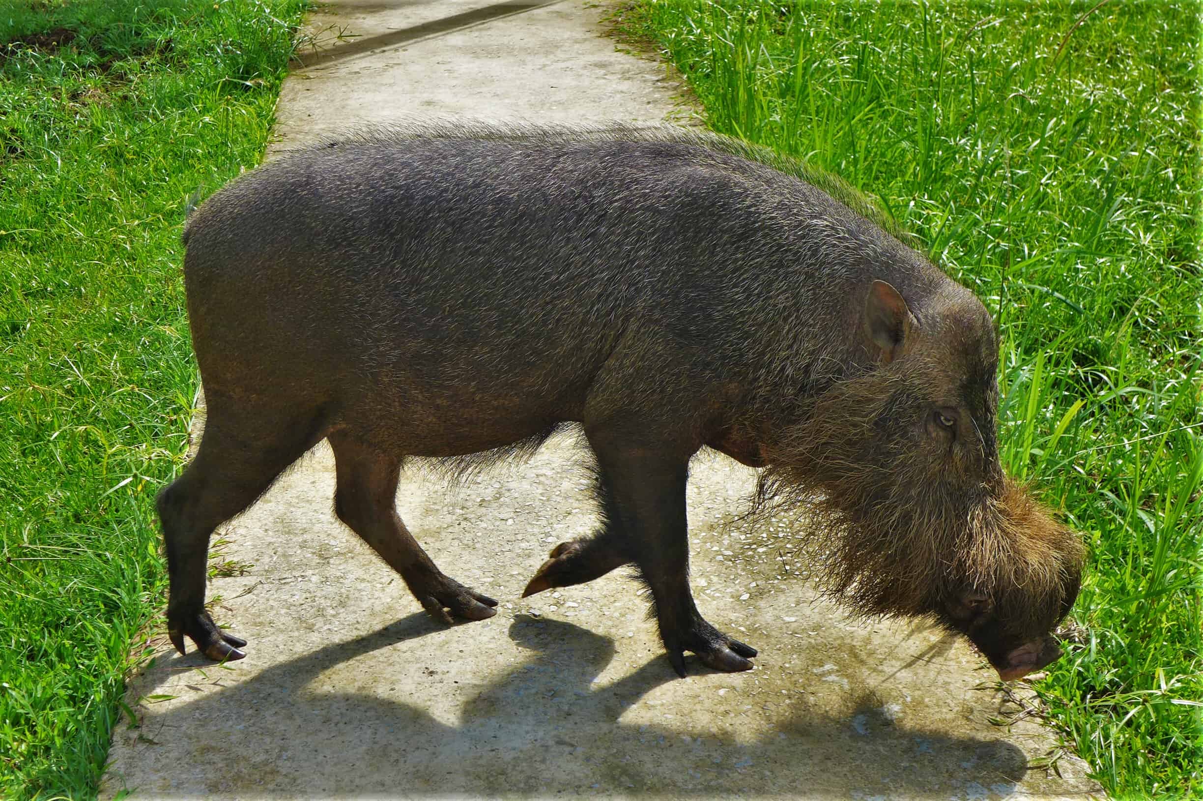 brodata świnia, Borneo, Bako National Park