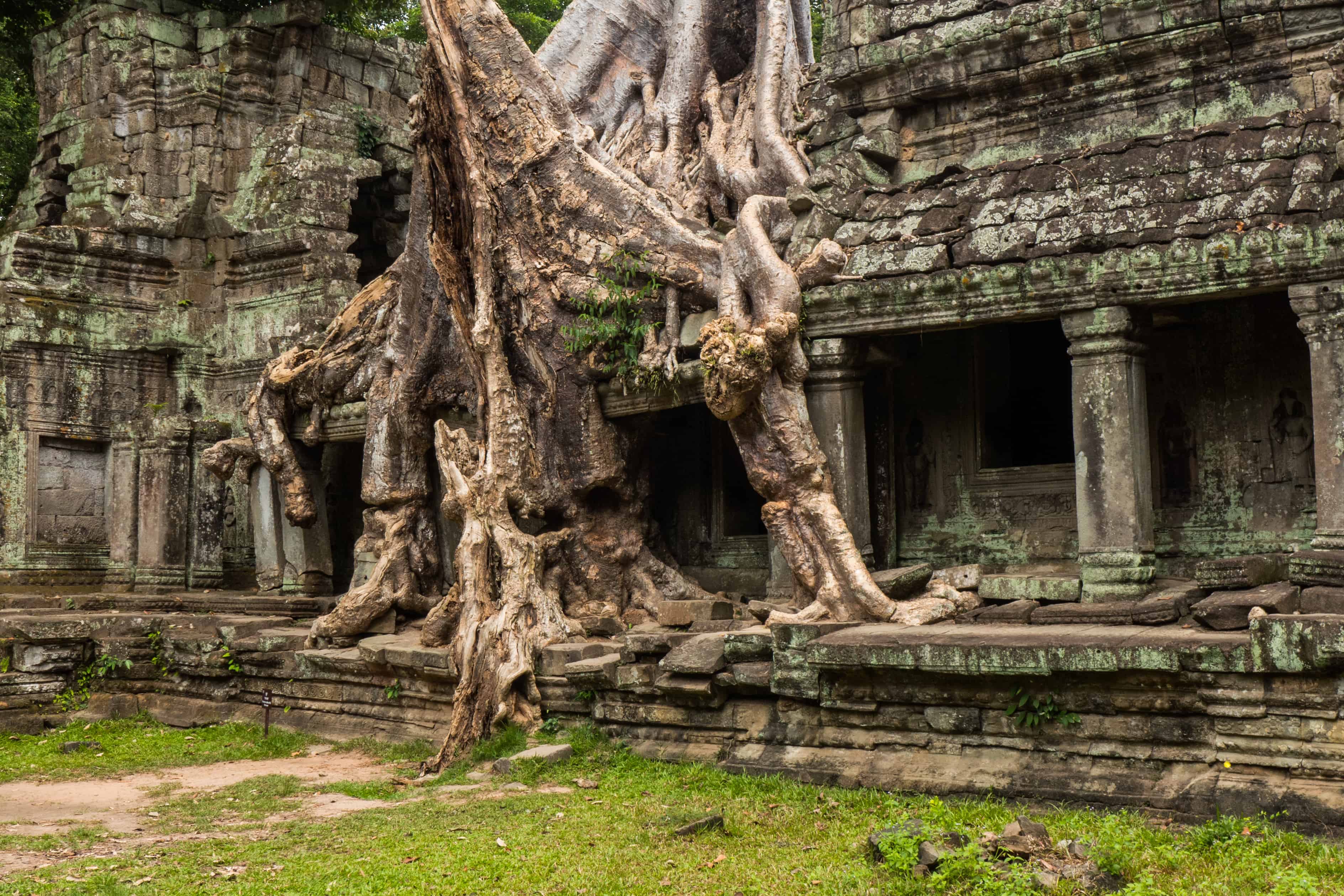 Praeh Khan, drzewo, Angkor Wat zwiedzanie