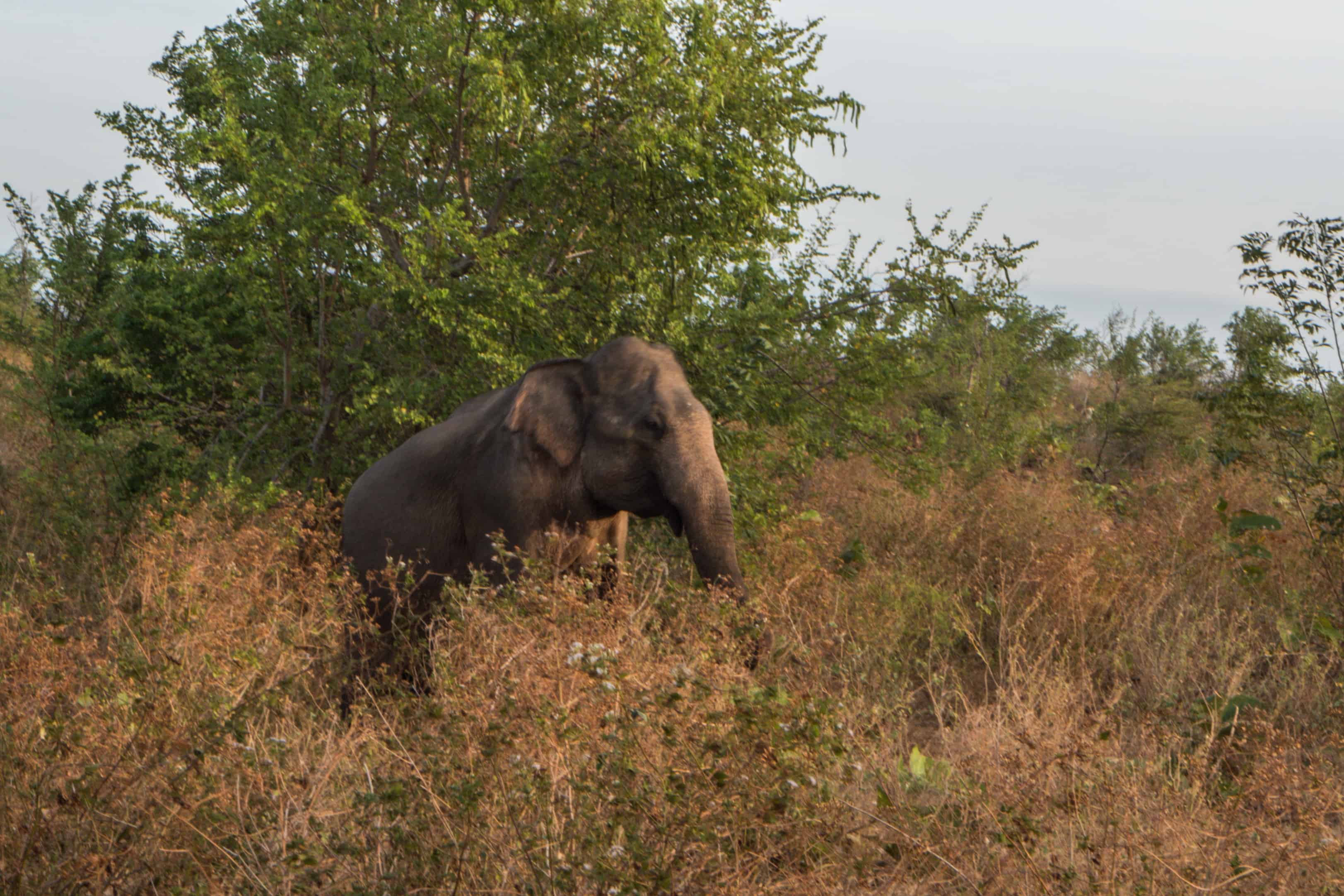 Udawalawe safari; słonie na Sri Lance