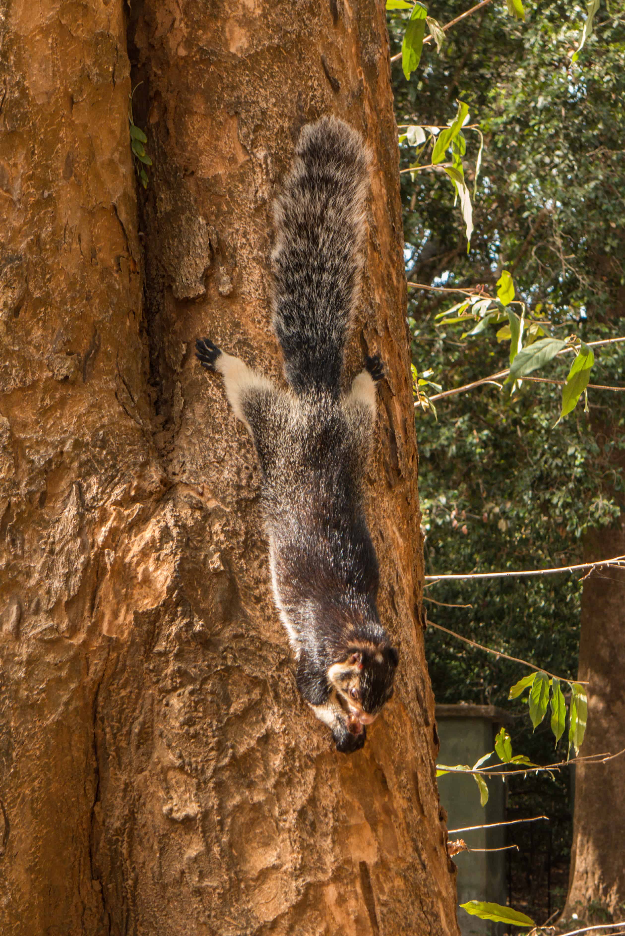 gigantyczna wiewiórka; Sri Lanka; udawalawe