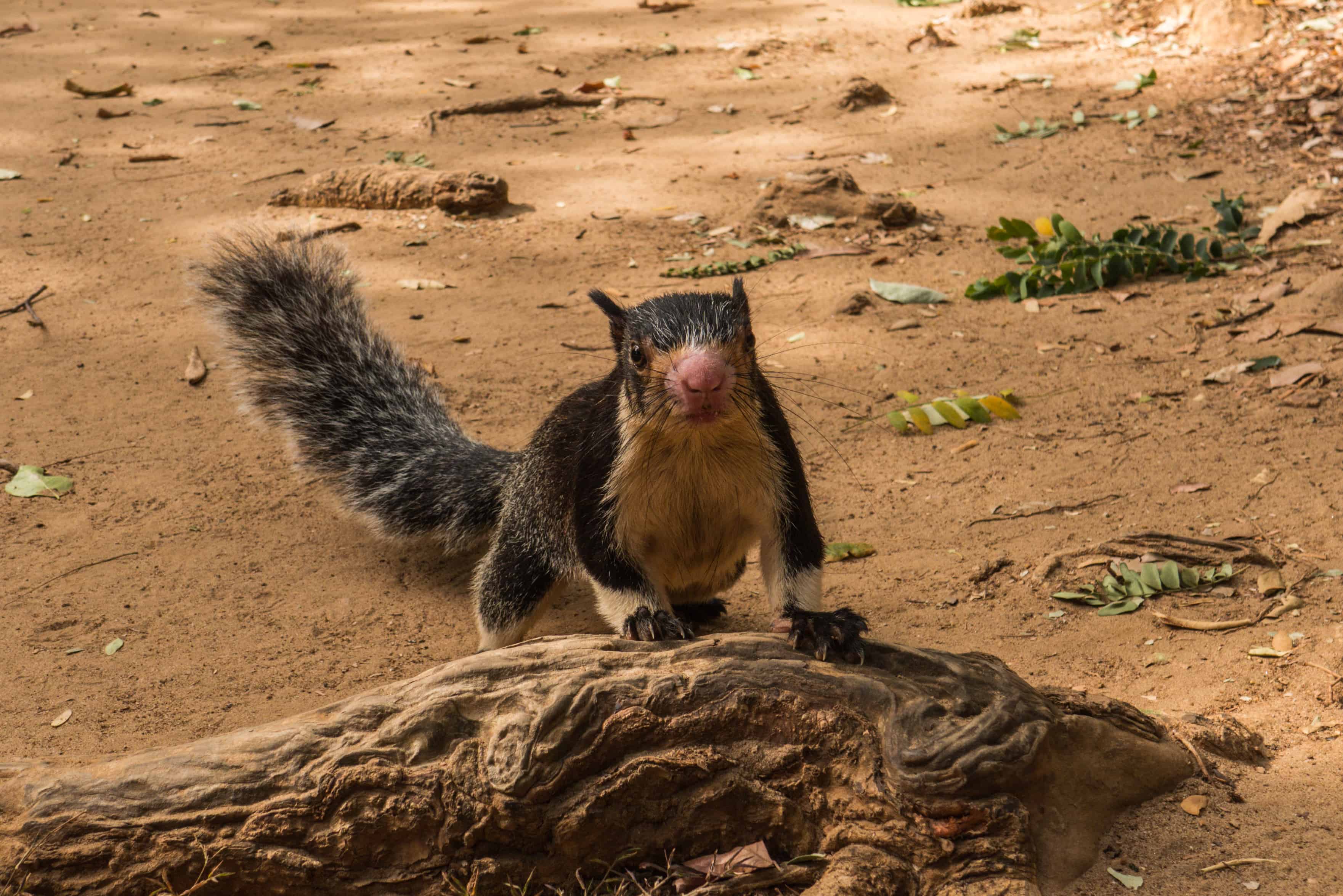 grizzled giant squirrel; udawalawe