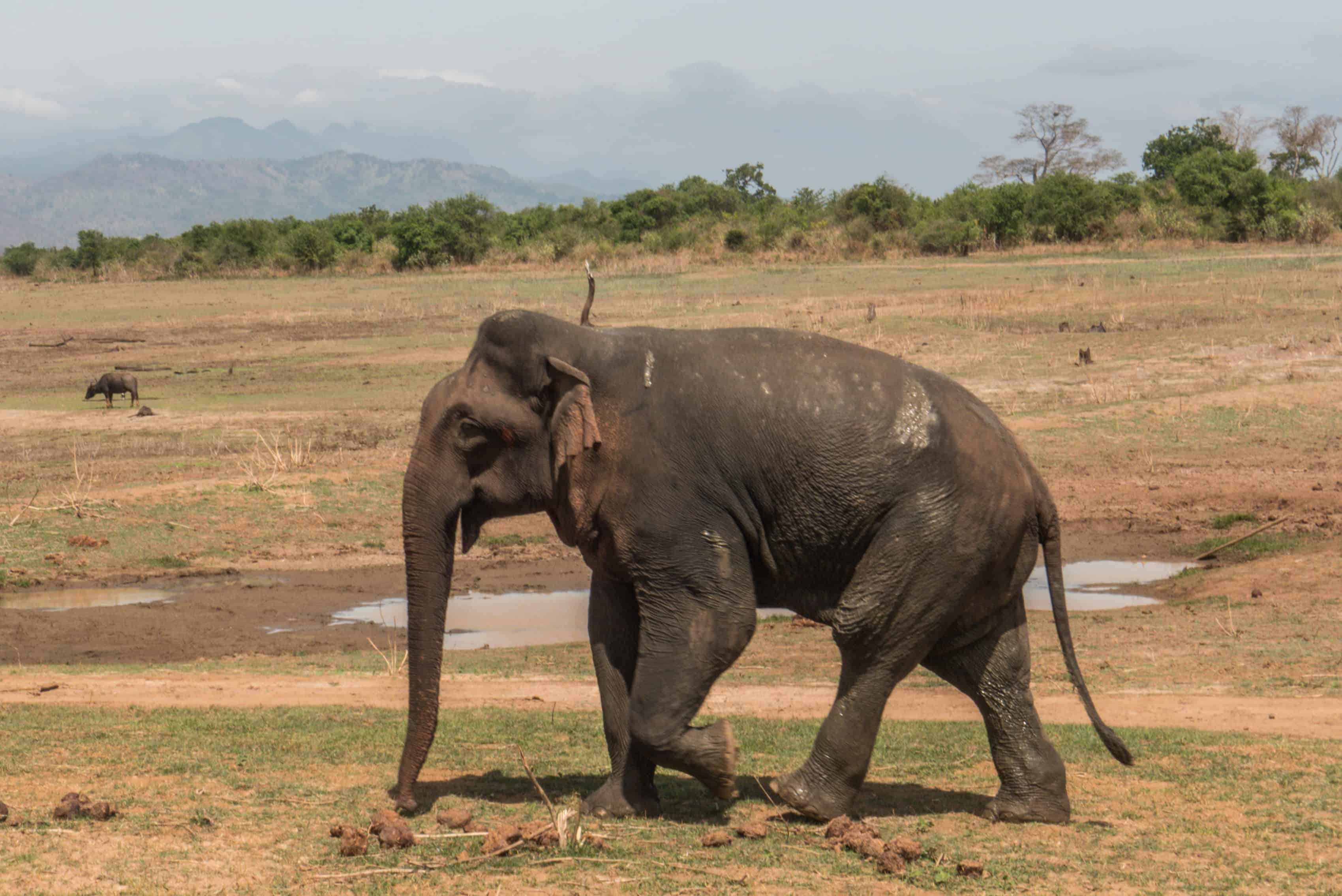 Udawalawe safari; słonie