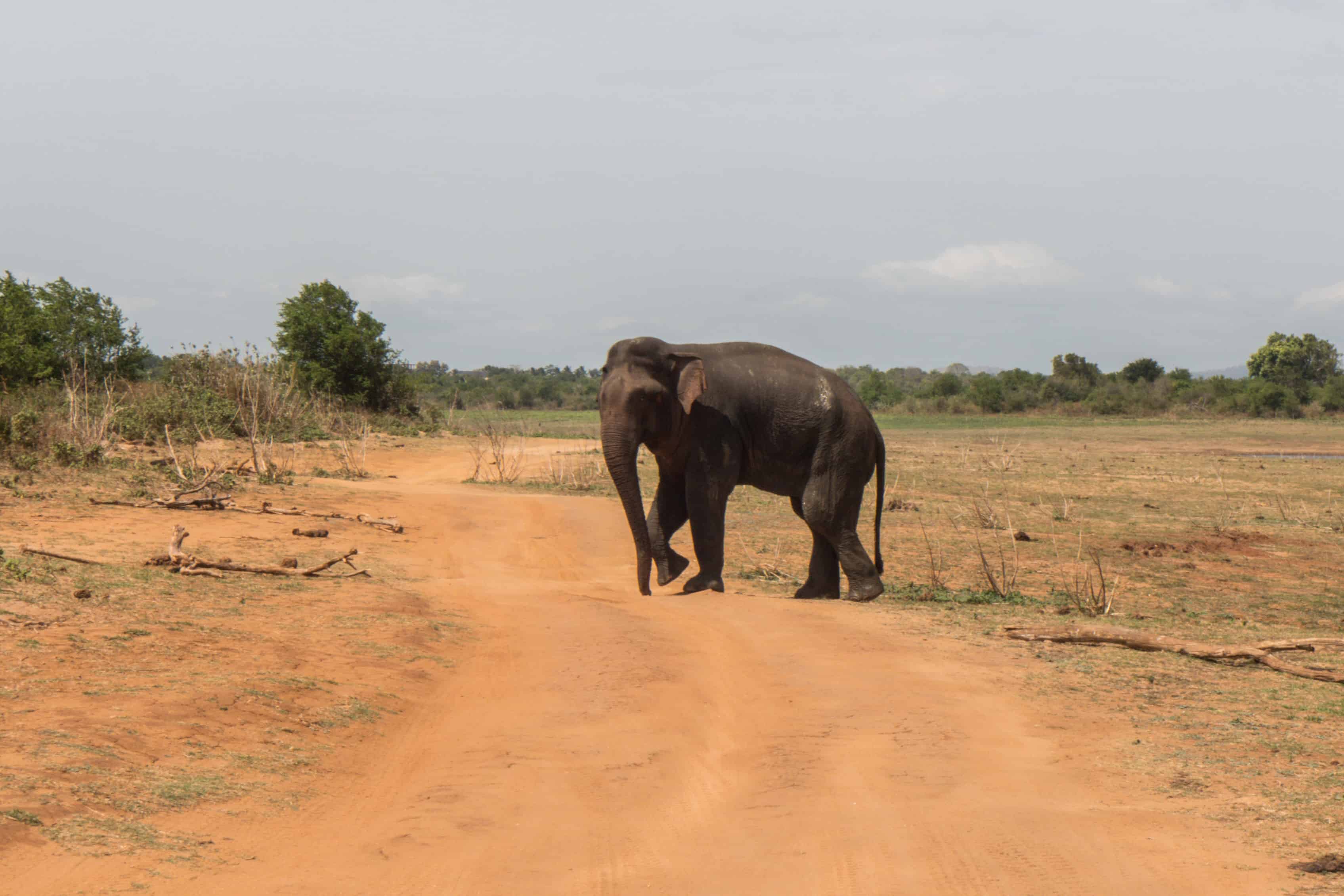 Udawalawe; Safari Sri Lanka