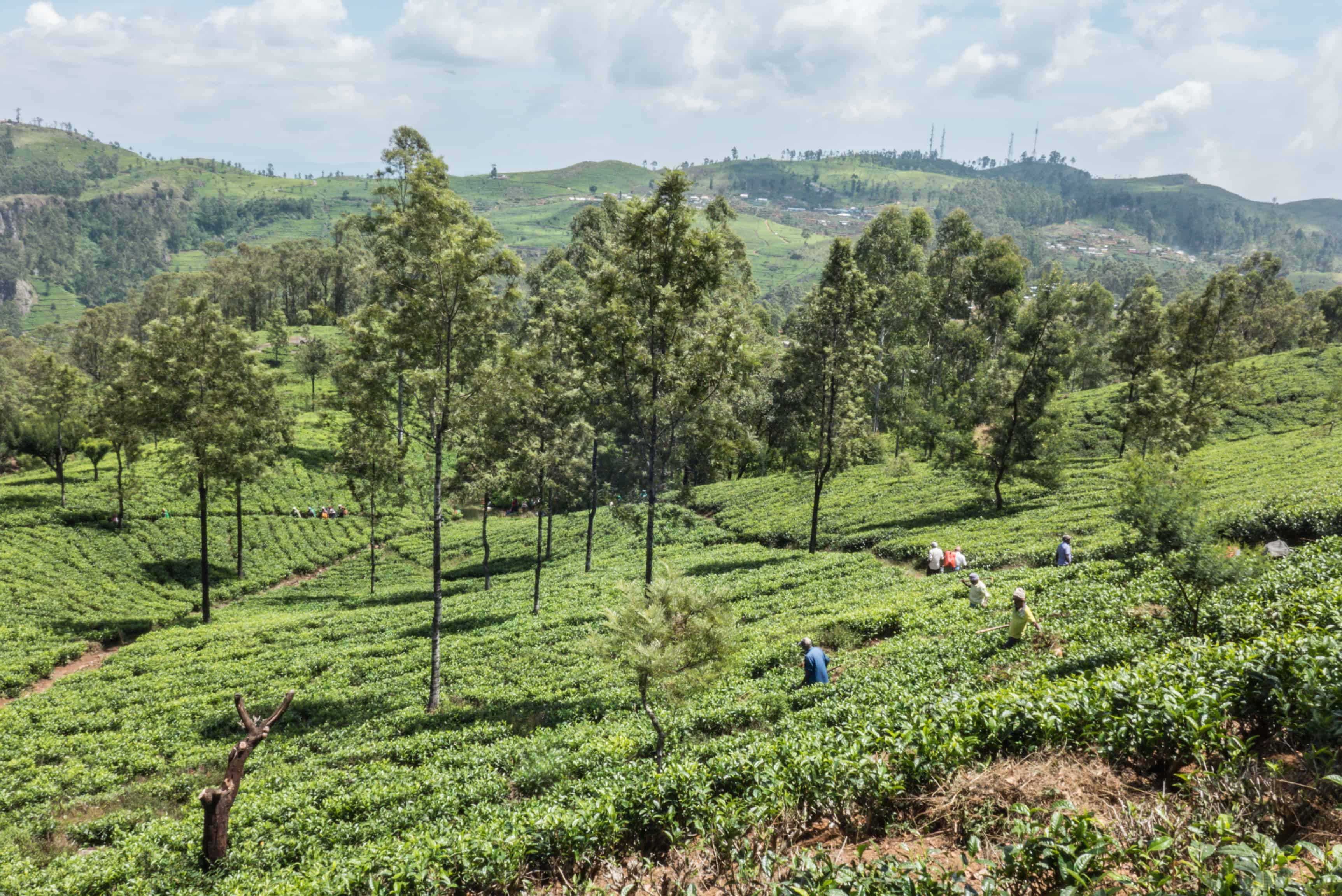 Sri Lanka; Lipton's seat; tea plantation