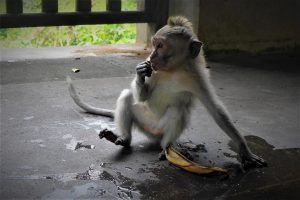 Monkey forest Ubud, Zwiedzanie Bali