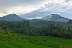 Zwiedzanie Bali: Jatiluwih