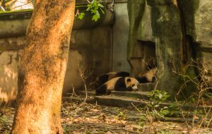 pandy z Chengdu